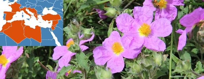 El Cistus de Creta, una planta de la familia de la Jara con extraordinarias propiedades para el sistema inmunológico.